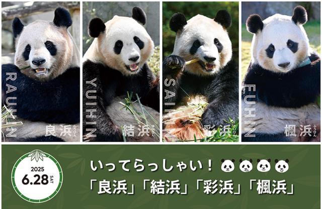 四只旅居日本大熊貓6月回國