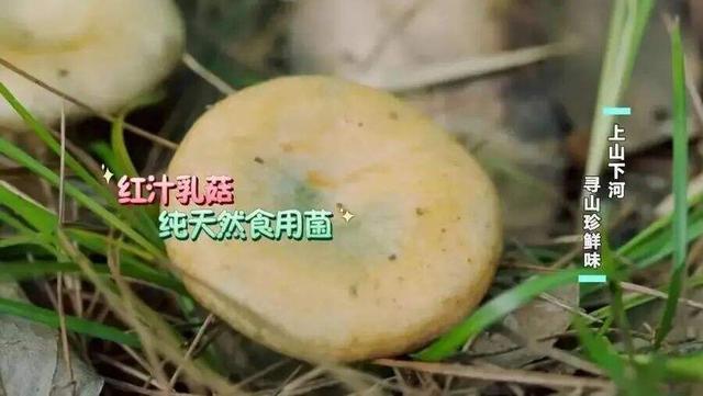 云南第一波吃菌子的已經(jīng)進醫(yī)院了 中毒致幻案例頻發(fā)