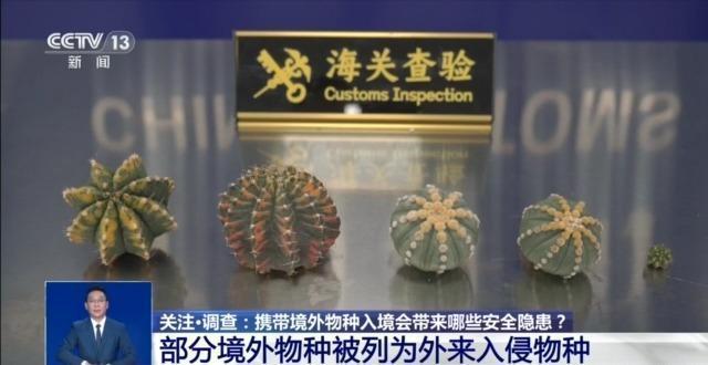 養(yǎng)“異寵”或危害國(guó)家安全 外來(lái)物種隱患多