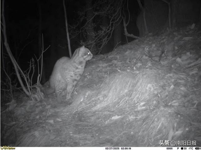 “独行侠”豹猫频频亮相国家保护区 密林中的神秘身影