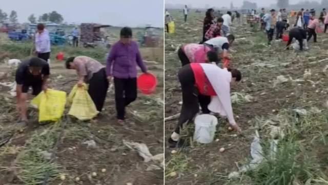 遭上百位村民哄抢土豆种植户发声 损失预计近百万斤