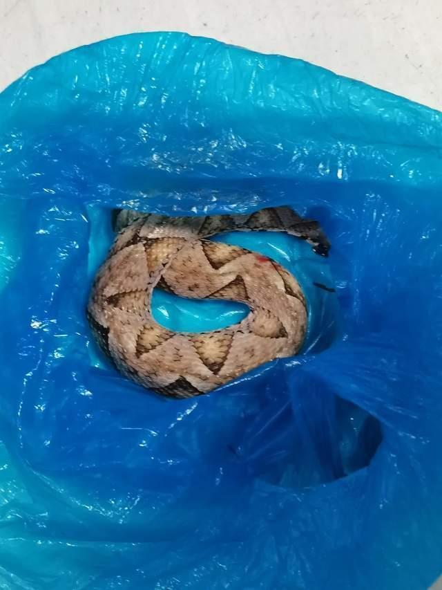男子被蛇咬傷后踩死蛇并拎著去醫(yī)院