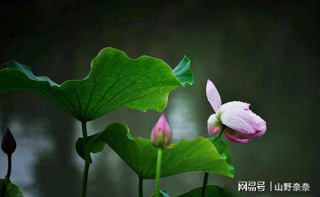 北方这么热、南方雨不停 天气到底怎么了？ 庄稼遭罪农民愁