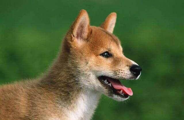 中華田園犬 禁養(yǎng) 移出《危險犬只目錄》呼聲高
