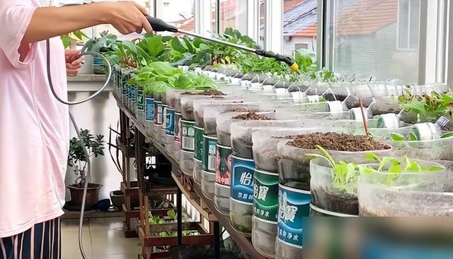 上海一女生，因“200个矿泉水瓶实现种菜自由”火了，网友：不值