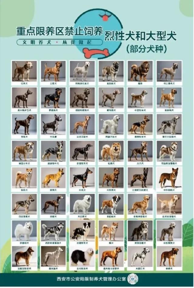 中華田園犬為何是禁養(yǎng)犬