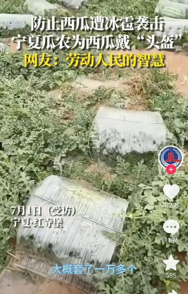 起猛了看到西瓜戴頭盔了 智慧防雹增成本