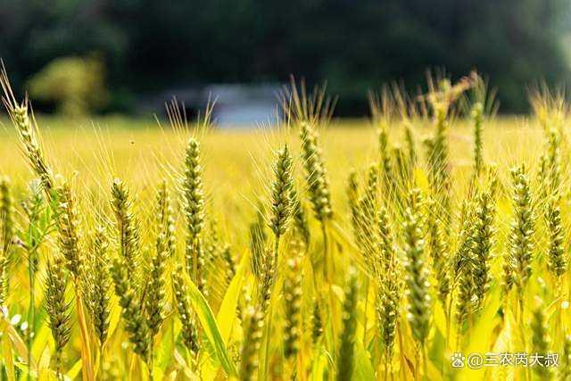 小麦要“涨价”了？7月11日小麦报价 面粉企业开始提价