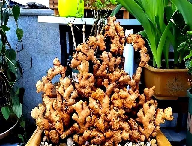 發(fā)芽生姜養(yǎng)客廳：比綠蘿更美還驅(qū)蚊
