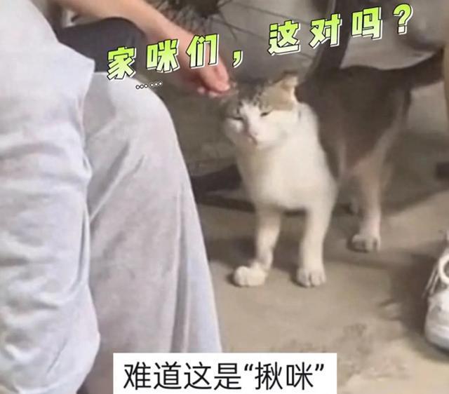猫咪玩完回家被主人揪着耳朵训话