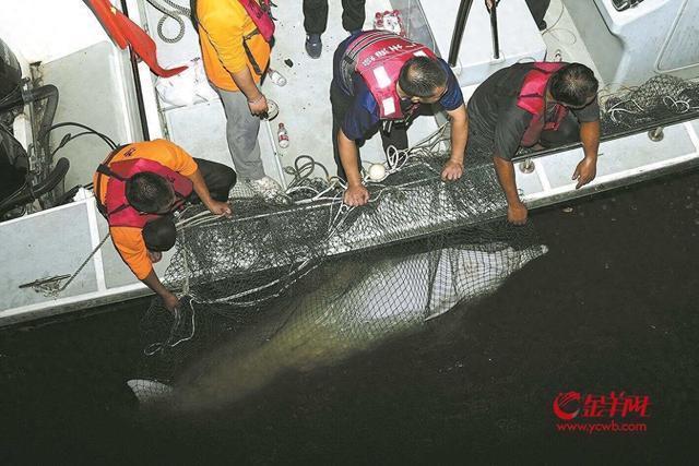 誤入珠江7天 中華白海豚獲救 市民接力救援成功