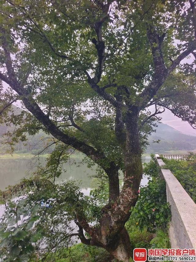 志愿军先烈请感受家乡枫叶的味道 接英雄回家