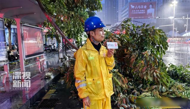 台风整夜放倒深圳174棵树 全市干预防风景色
