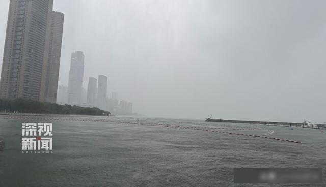 台风整夜放倒深圳174棵树 全市干预防风景色