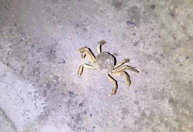 天津大量螃蟹爬上马路 有人捡十斤 夜间捡蟹成风潮