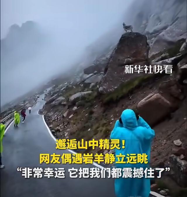 网友雨中邂逅“山中精灵”！