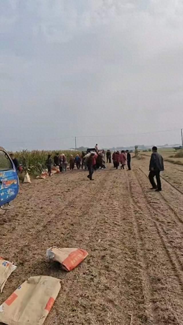 农民脑溢血 上百村民帮忙收玉米