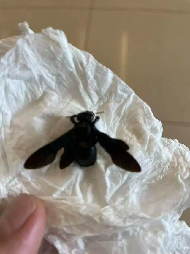 婆孙泳池边被毒虫咬伤索赔酒店遭拒 酒店态度强硬拒绝赔偿