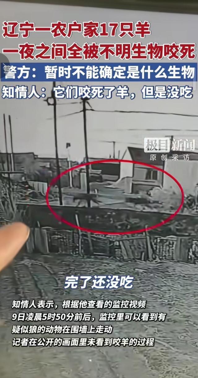 村民家17只羊一夜全部死亡 派出所已介入 监控拍下神秘黑影