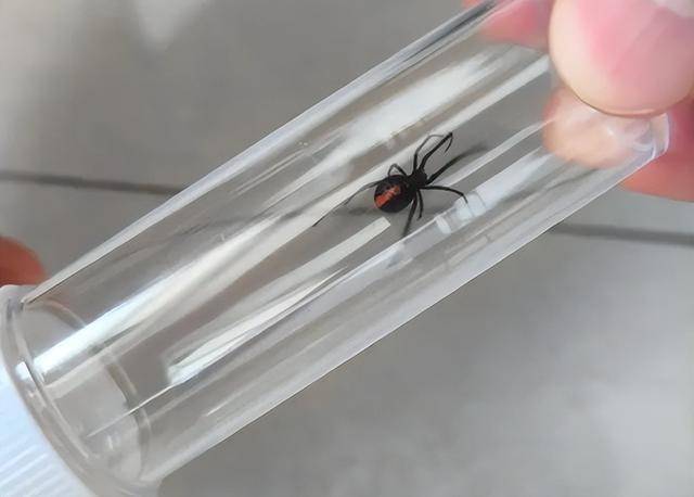 驻日美军基地出现大量毒蜘蛛 生态危机引关注