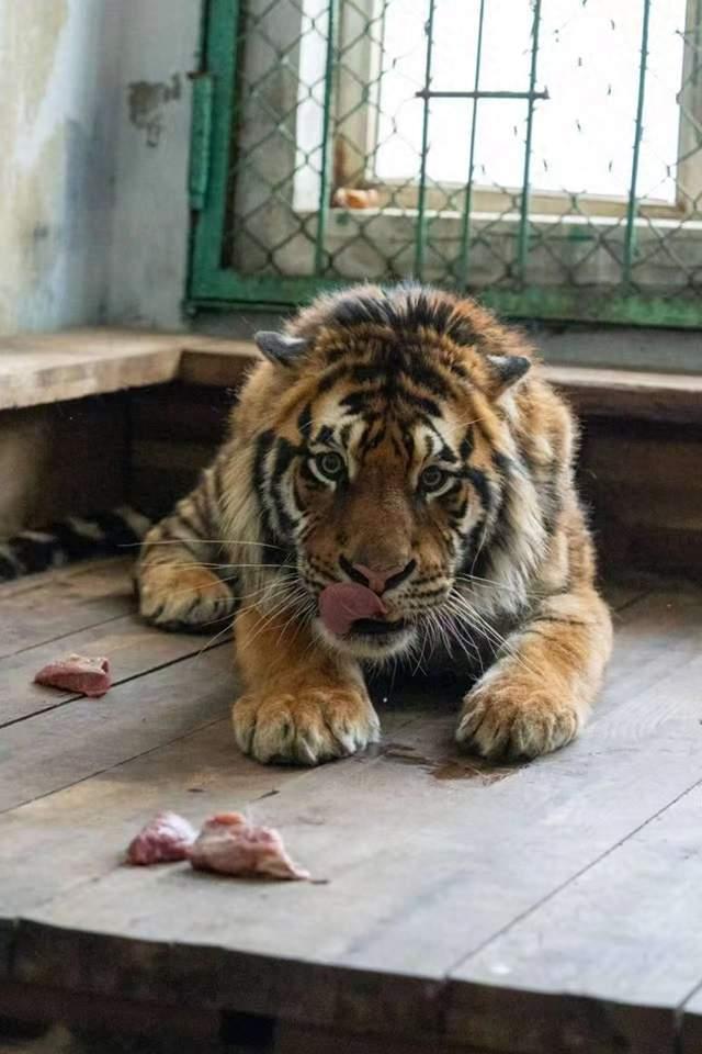 律师解读收养东北虎死亡消息,因公园行为引发