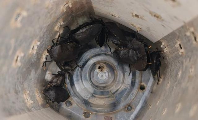 四川樂山市民扎堆捉“打屁蟲” 極品下酒菜成新寵