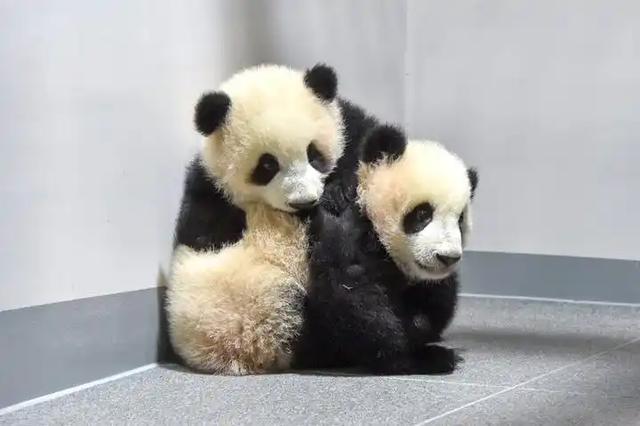 日本公众:希望大熊猫留在上野动物园 熊猫粉丝表担忧