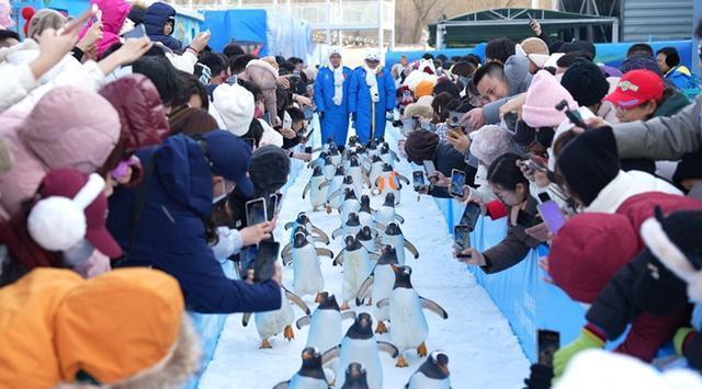 哈尔滨首只人工孵化企鹅破壳 极地公园技术突破