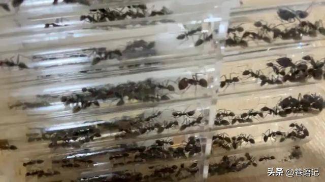 研究表明生病的螞蟻會(huì)主動(dòng)求死 蟻群防疫的智慧