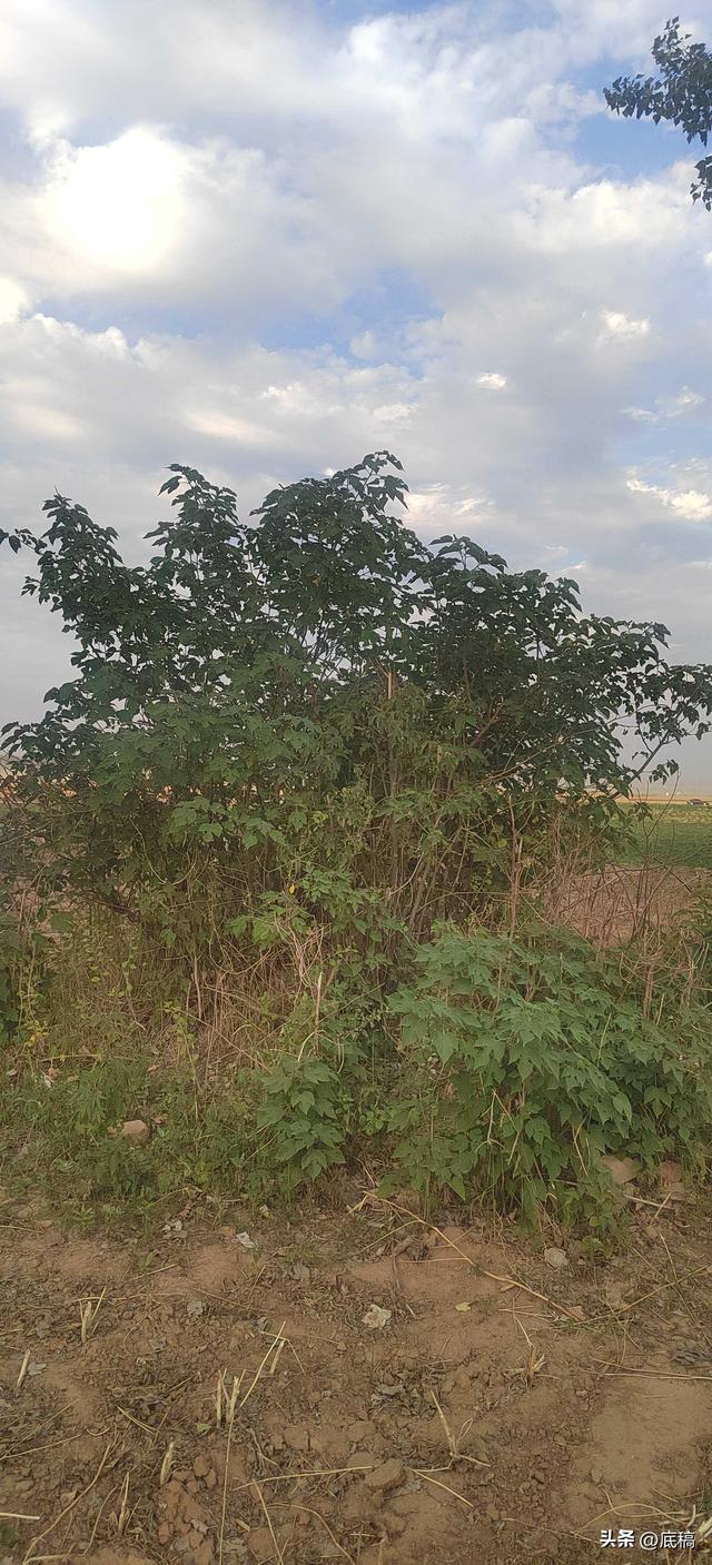 男子錘殺未婚妻歷經(jīng)4次死刑3次死緩 案件審理歷時7年終判死緩