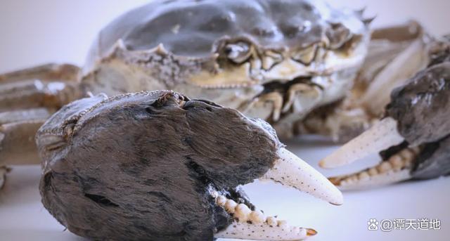 大閘蟹為啥會(huì)在歐美泛濫成災(zāi) 生態(tài)警報(bào)觸發(fā)