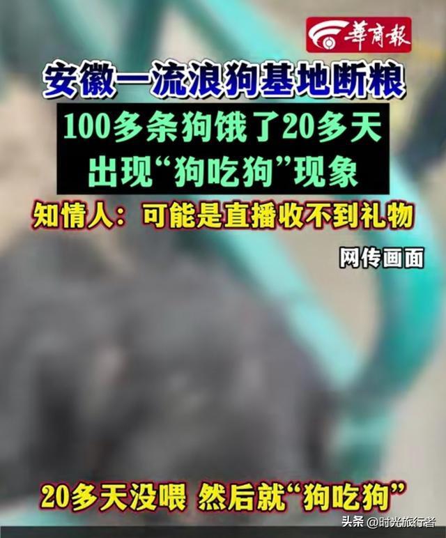 一流浪狗基地現(xiàn)狗吃狗現(xiàn)象 斷糧20多天引發(fā)悲劇