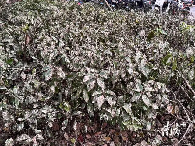 佛山“鳥屎襲城” 官方:無需恐慌 家燕遷徙屬自然現(xiàn)象