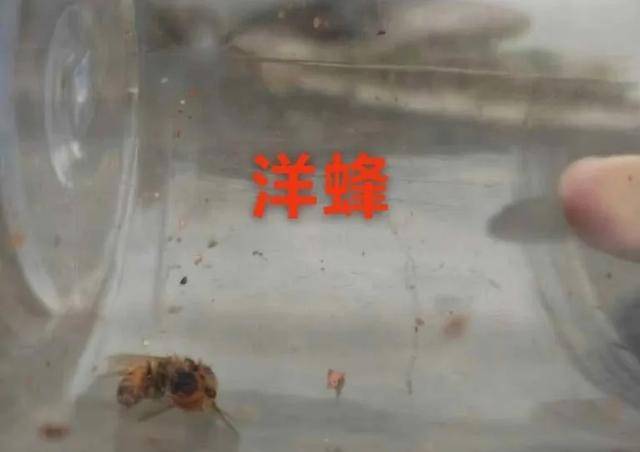 蜜蜂“打群架”，民警直接上門“勸架” 蜂農(nóng)損失慘重求調(diào)解