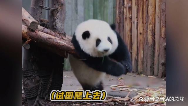 大熊猫珍珍一家的“熊斗”日常 萌态背后的生存智慧