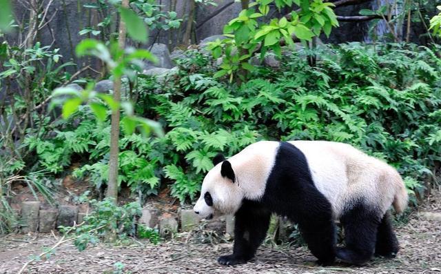 大熊猫珍珍一家的“熊斗”日常 萌态背后的生存智慧