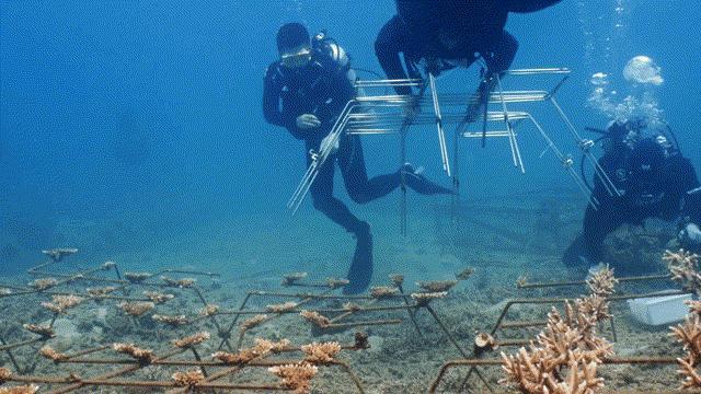 “海底造林”让三亚海棠焕新 生态修复见成效