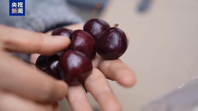 车厘子大量到货价格“大跳水” 进口水果量升价降