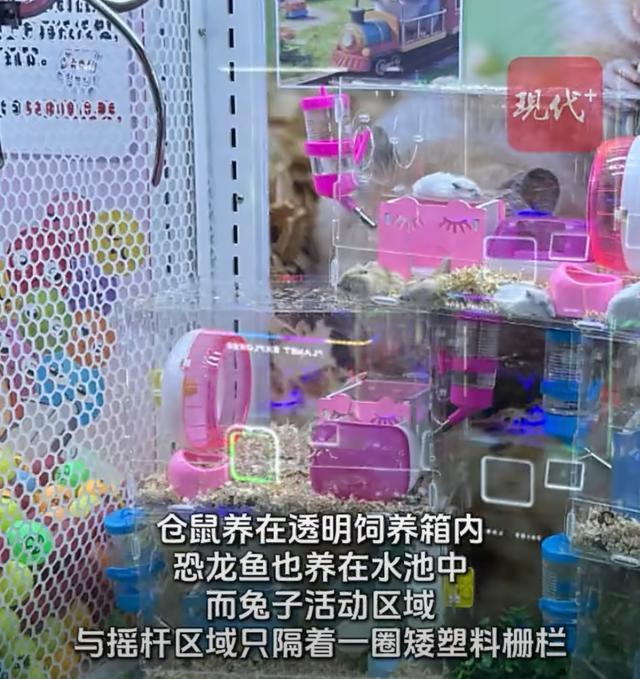 商场回应放置活物娃娃机已撤离