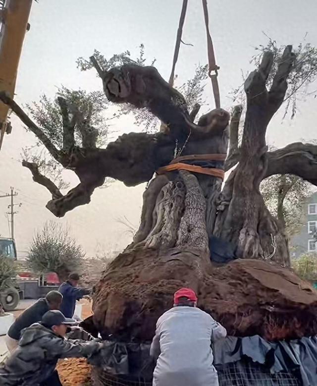 男子称2500岁西班牙橄榄树落户宁波 古树引发热议