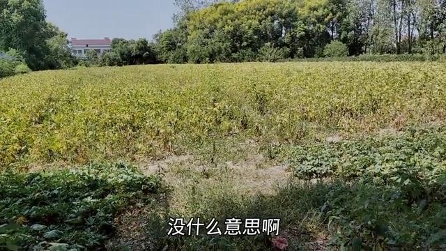你会在农村建房仍是在城里买房 后悔农村建房的遴荐