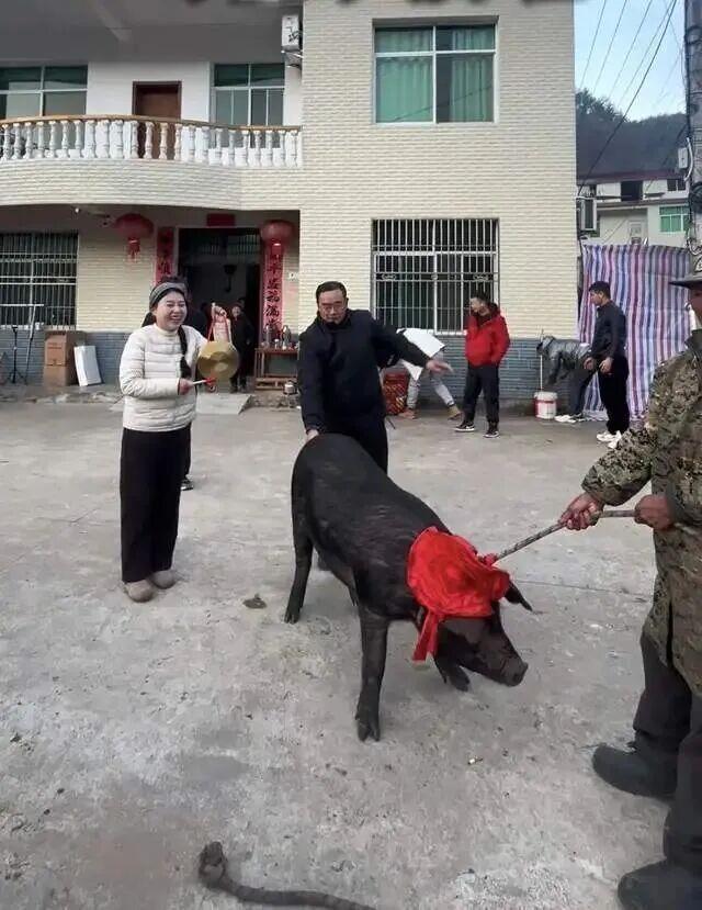 湖北英山杀猪饭火到临时加猪