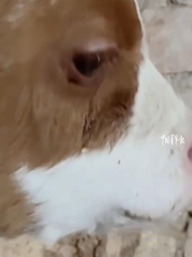 母牛离世 刚出生牛犊站墙边流泪 深情一幕触动人心