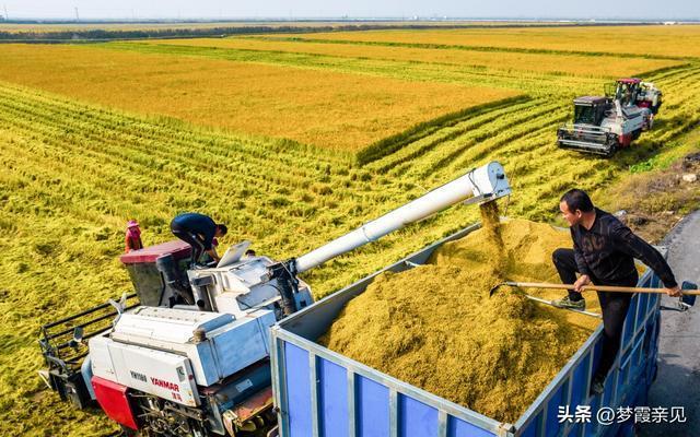 中国500公斤人均粮的安全感从哪来 稳产增效的密码