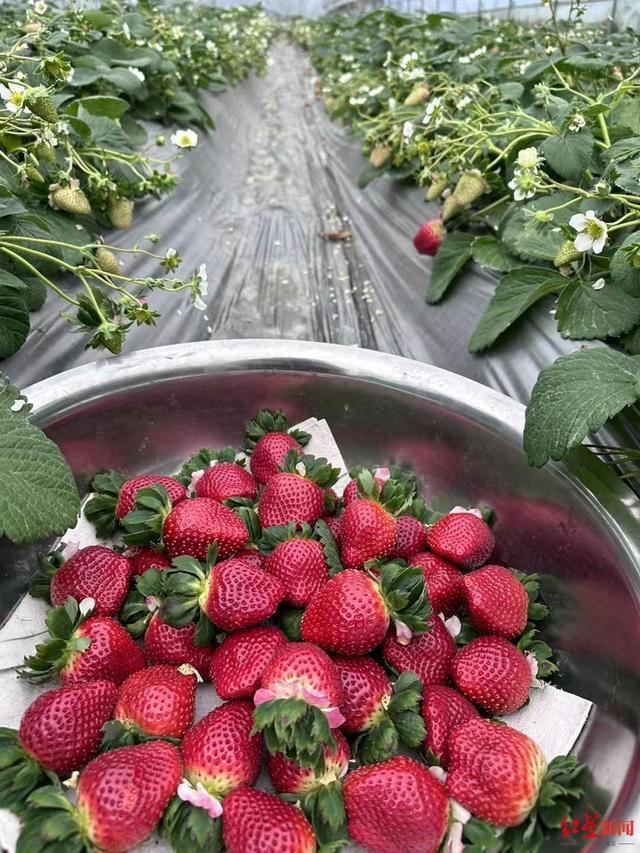 百元一斤的黑草莓陷两极争议 网友:消费升级不是为溢价买单!