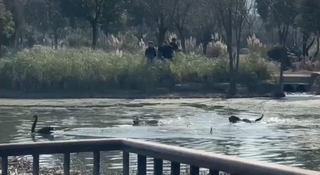 两宠物狗未牵绳咬死酒店黑天鹅