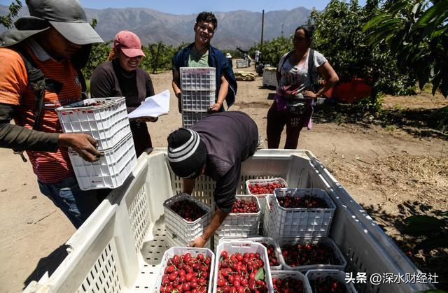 本年生果为啥这样低廉 产能激增激发降价潮