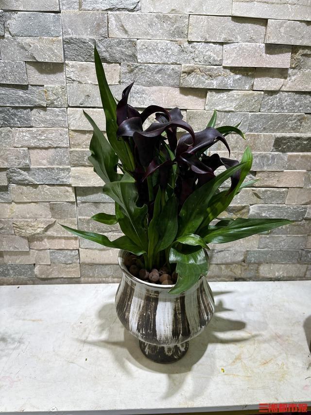 马年“本命花”C位出道！马蹄莲成年宵花市场“黑马”