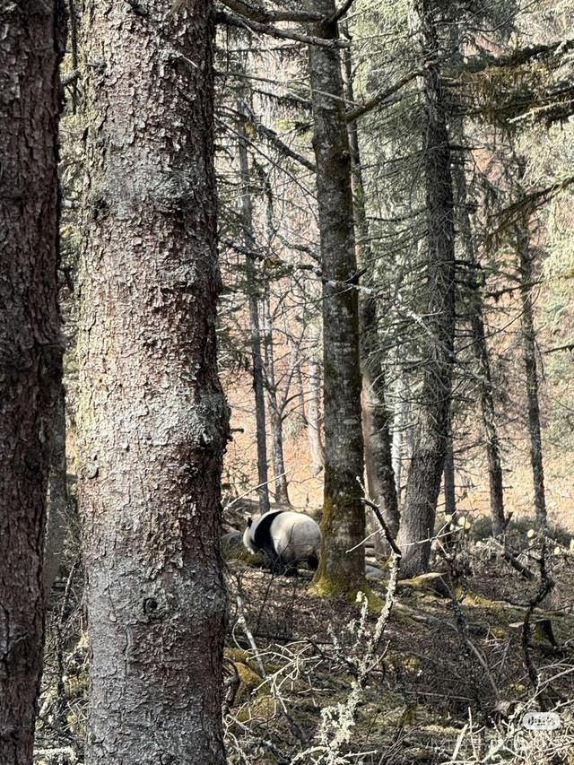 成都游客两次偶遇野生大熊猫 幸运近距离接触