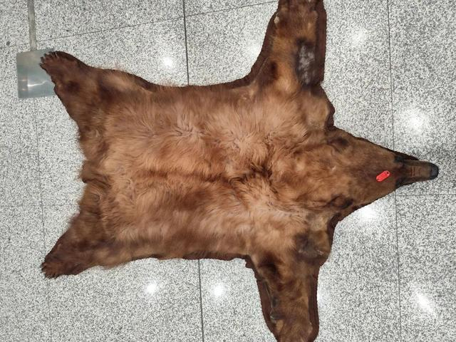 海关查获1件美洲黑熊熊皮制品 濒危物种保护受重视